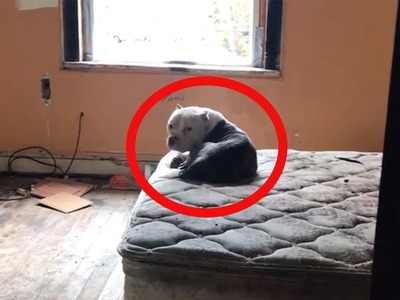 Encuentran a un perro solo en una casa abandonada.  su historia tocó el corazón de miles