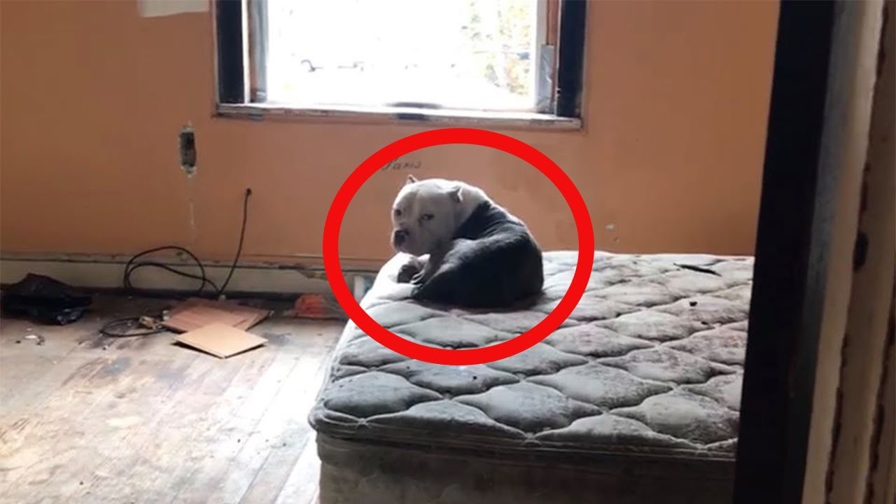 Encuentran a un perro solo en una casa abandonada.  su historia tocó el corazón de miles