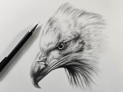 Cómo Dibujar un Águila Realista Paso a Paso Fácil a Lápiz