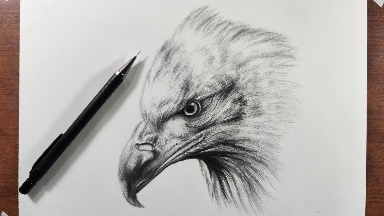 Cómo Dibujar un Águila Realista Paso a Paso Fácil a Lápiz