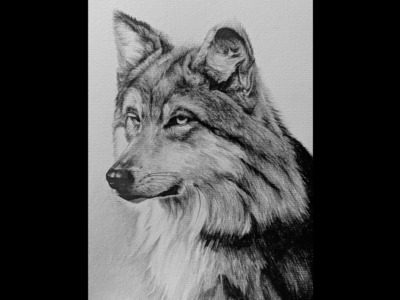 Cómo dibujar un lobo parte 1