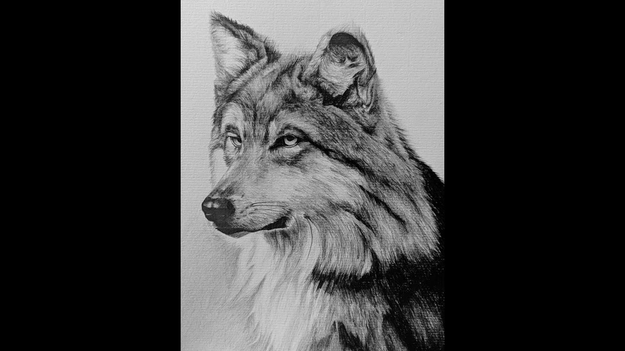 Cómo dibujar un lobo parte 1