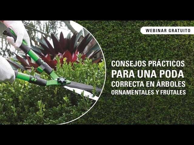 Webinar: Consejos prácticos para una poda correcta en árboles ornamentales y frutales