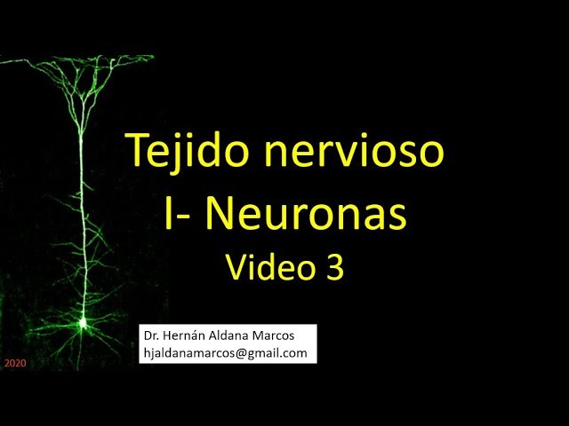 Tejido nervioso. Neurona. Parte 3 de 3. Hernán J. Aldana Marcos