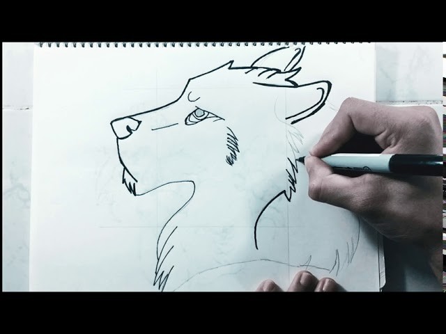 Como dibujar un lobo fácil y rápido. ?
