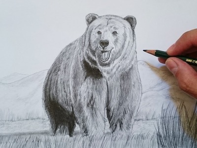 Cómo dibujar un oso grizzly realista paso a paso (FÁCIL) ????