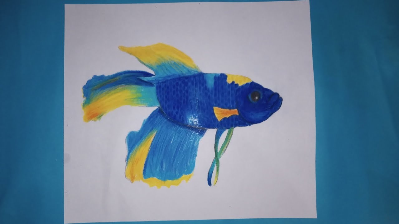 Dibujo de un pez betta (????) dibujo facil y colorido
