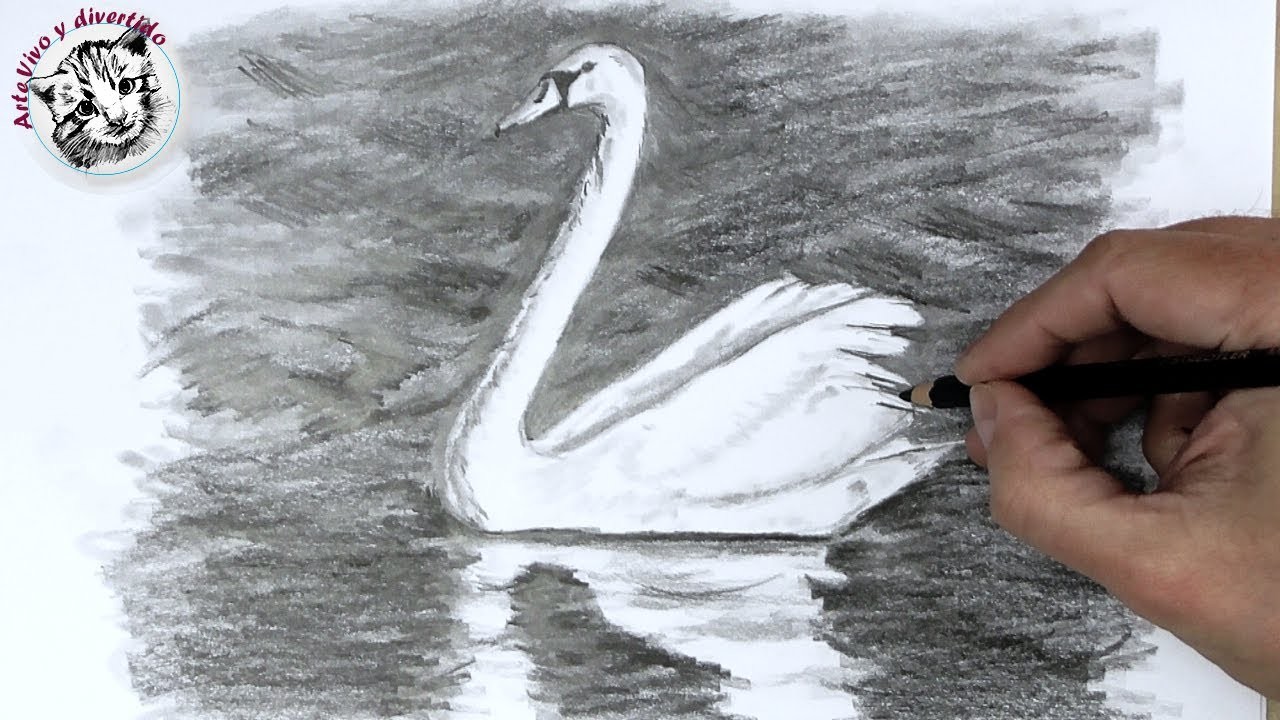 Aprende Como Dibujar un Cisne con Lápiz Muy Facil y Paso a Paso