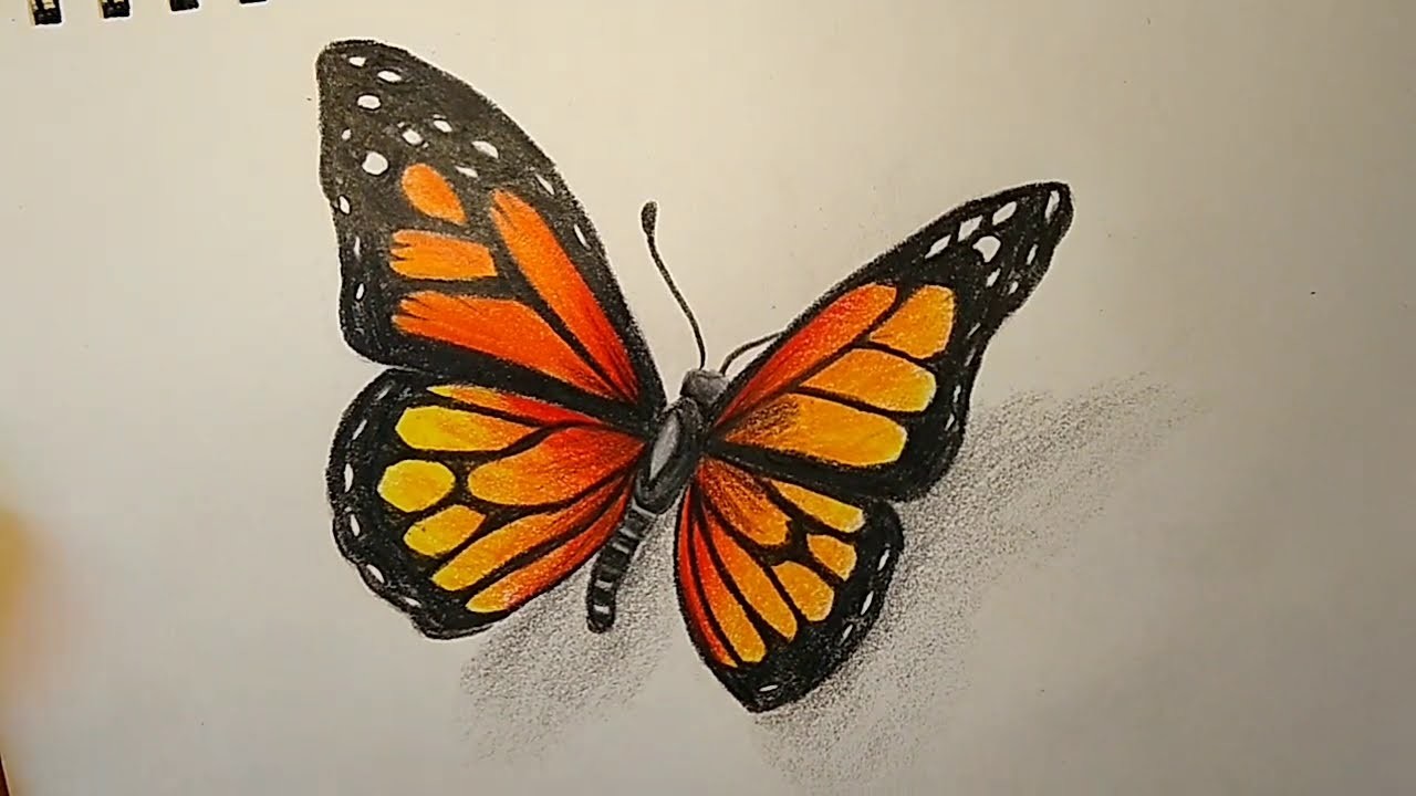 Mariposa dibujo realista