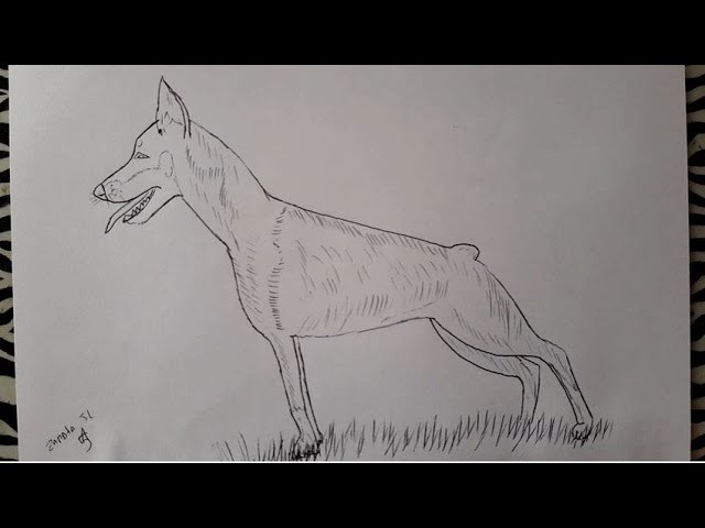 Como dibujar un PERRO (Dóberman) | How to draw a DOG (Doberman)
