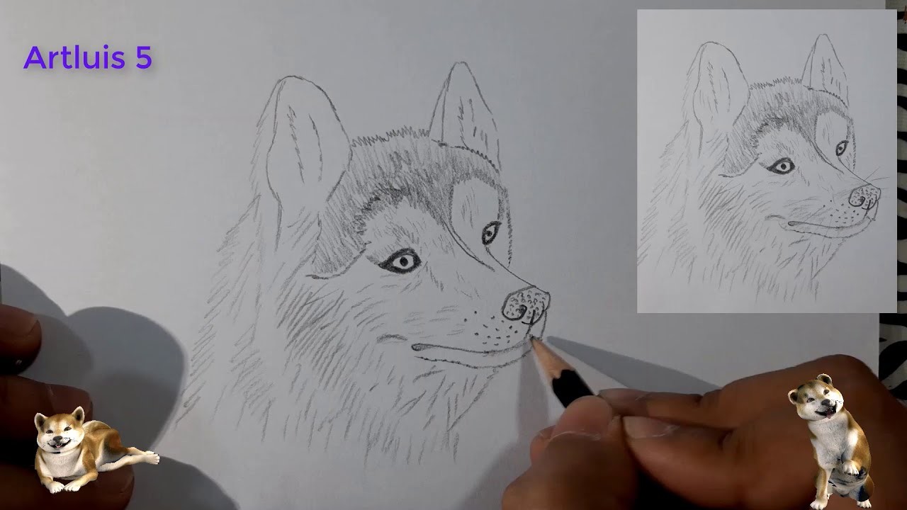 Como dibujar un PERRO (Husky siberiano) ? | How to draw a DOG (Siberian Husky)?