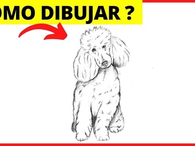 ???? Cómo Dibujar un perro POODLE REALISTA paso a paso a lápiz ✅ Dibujo de perros FRENCH poodle