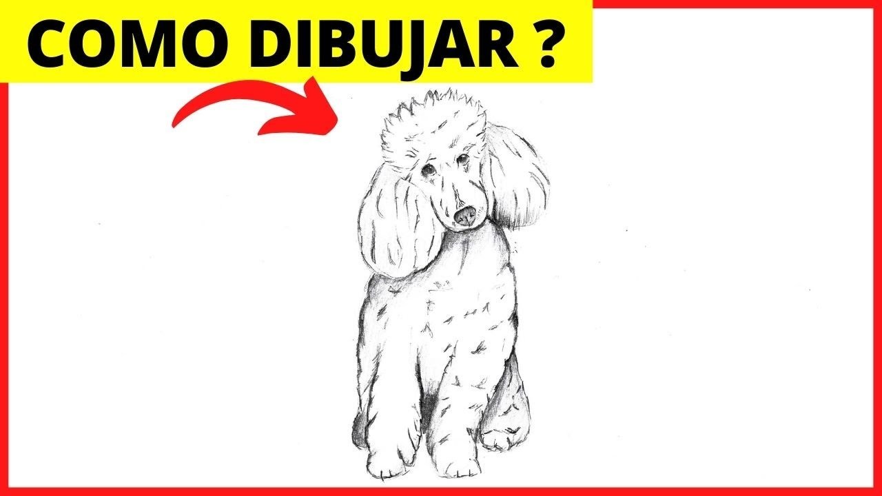 ???? Cómo Dibujar un perro POODLE REALISTA paso a paso a lápiz ✅ Dibujo de perros FRENCH poodle