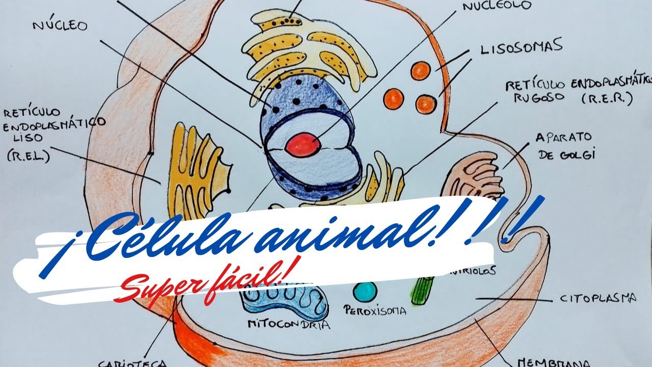 Como dibujar una célula animal ????