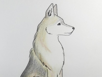 How To Draw a wolf. Cómo dibujar un lobo