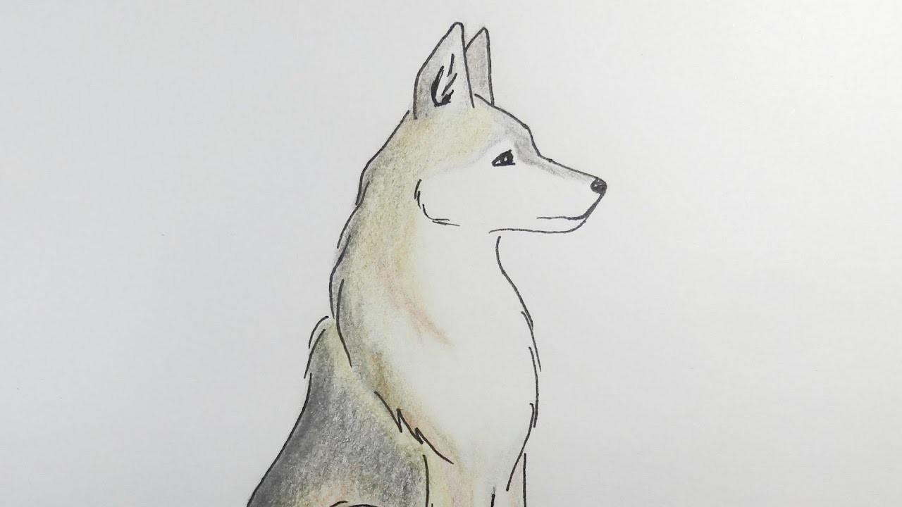 How To Draw a wolf. Cómo dibujar un lobo