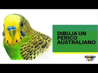 ¿Como dibujar un PERIQUITO AUSTRALIANO? | How to draw an AUSTRALIAN PARACHI?
