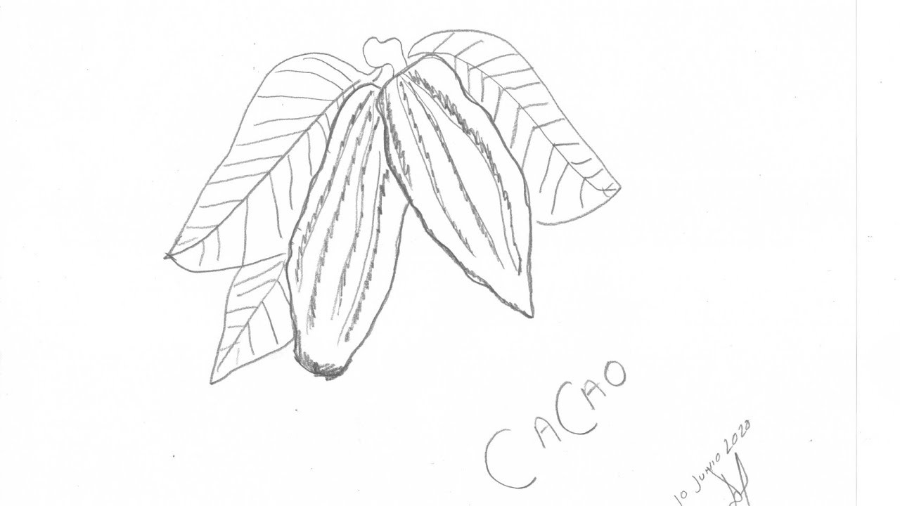 Cómo dibujar una semilla de cacao sencillo