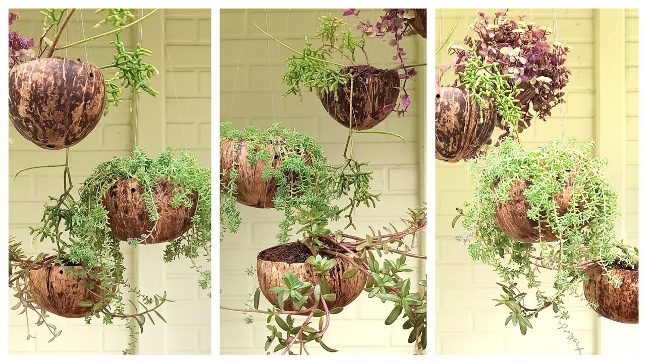 Ideia linda para pendurar plantas DIY - Como pendurar vaso de casca de coco