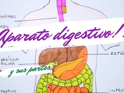 Como dibujar el Sistema Digestivo
