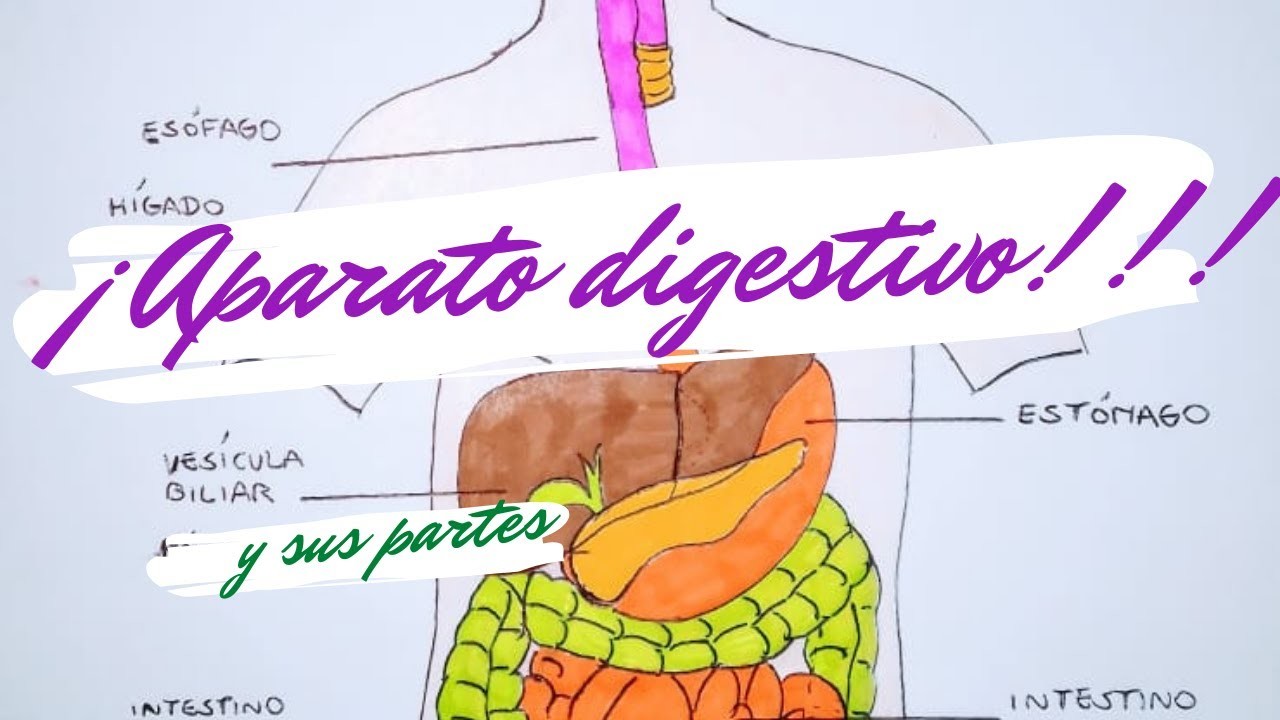 Como Dibujar El Sistema Digestivo 3729