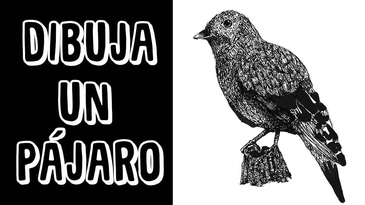 Como Dibujar Un Pájaro Fácil Paso A Paso 5492