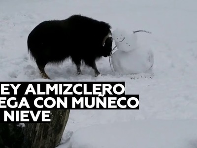 Un buey almizclero destroza un muñeco de nieve mientras juega con él
