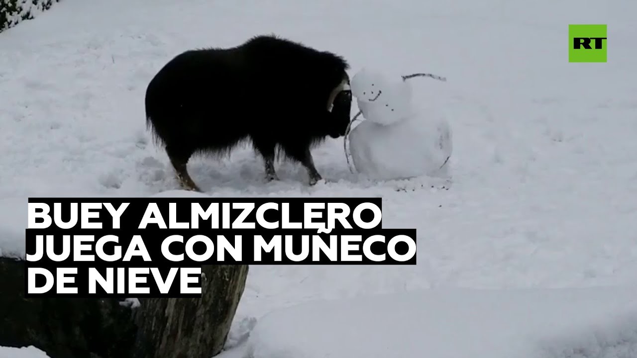 Un buey almizclero destroza un muñeco de nieve mientras juega con él