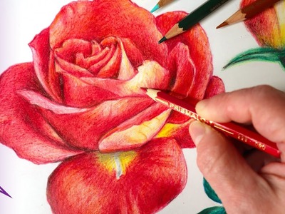 Cómo dibujar una rosa a lápices de colores, copiada de una foto-paso a paso