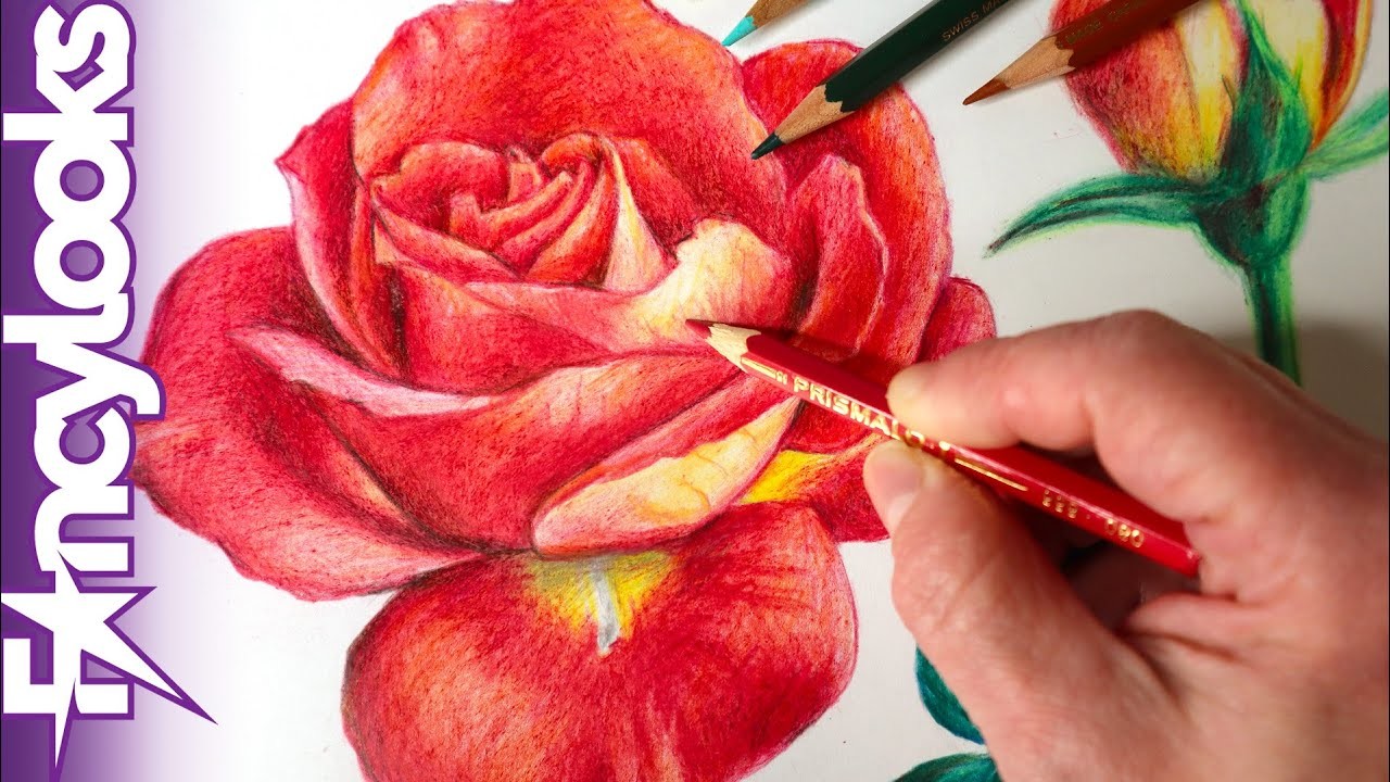 Cómo dibujar una rosa a lápices de colores, copiada de una foto-paso a paso