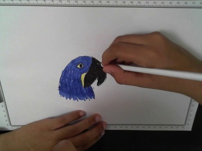 Como dibujar un guacamayo azul realista - How to draw a realistic blue macaw