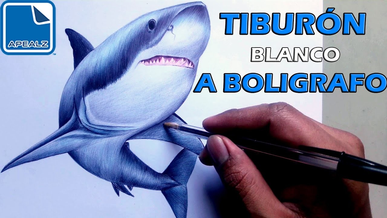 Cómo dibujar un Tiburón blanco con bolígrafo . Presentado por APEALZ