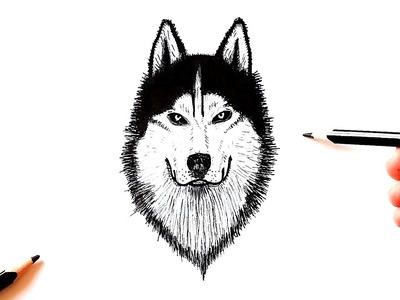 Как нарисовать Волка поэтапно