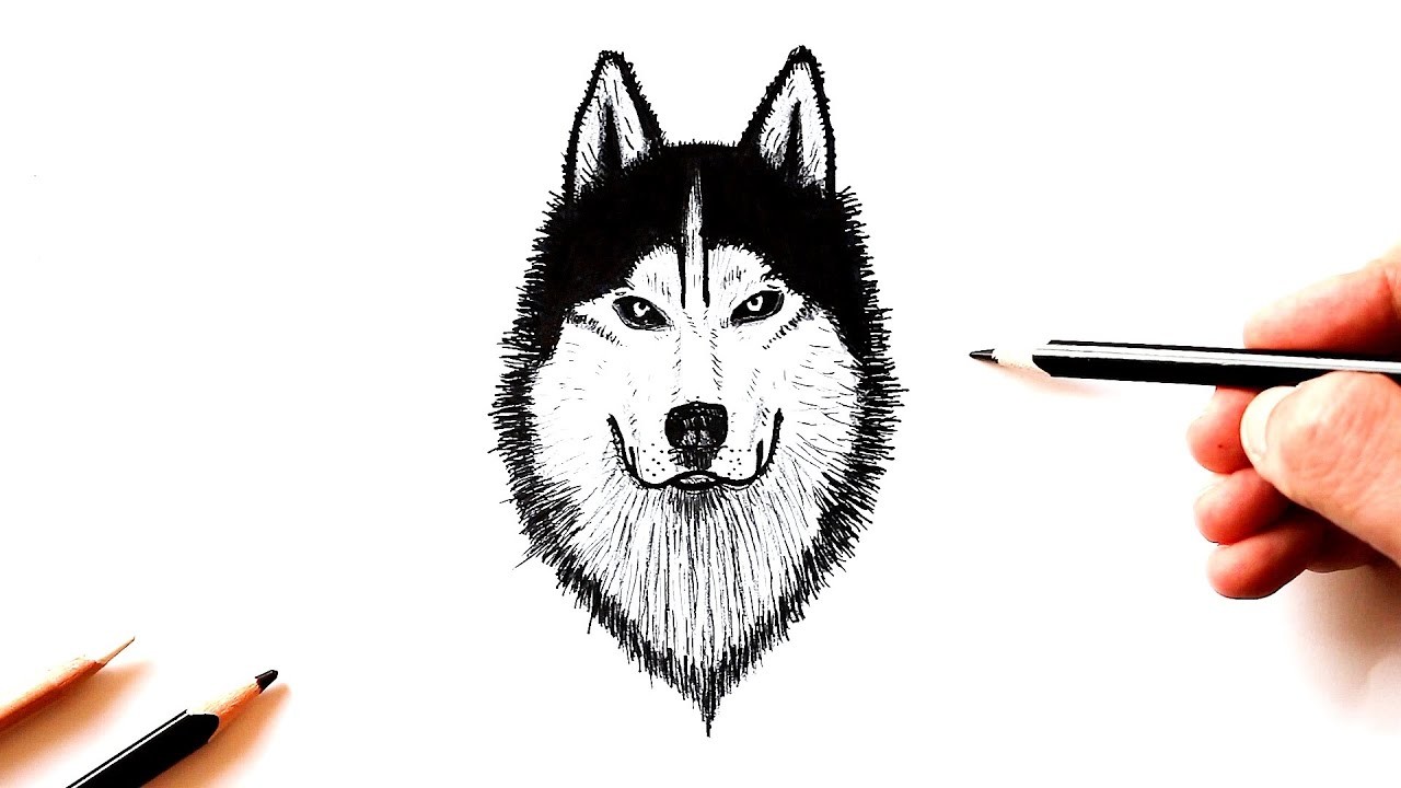 Как нарисовать Волка поэтапно