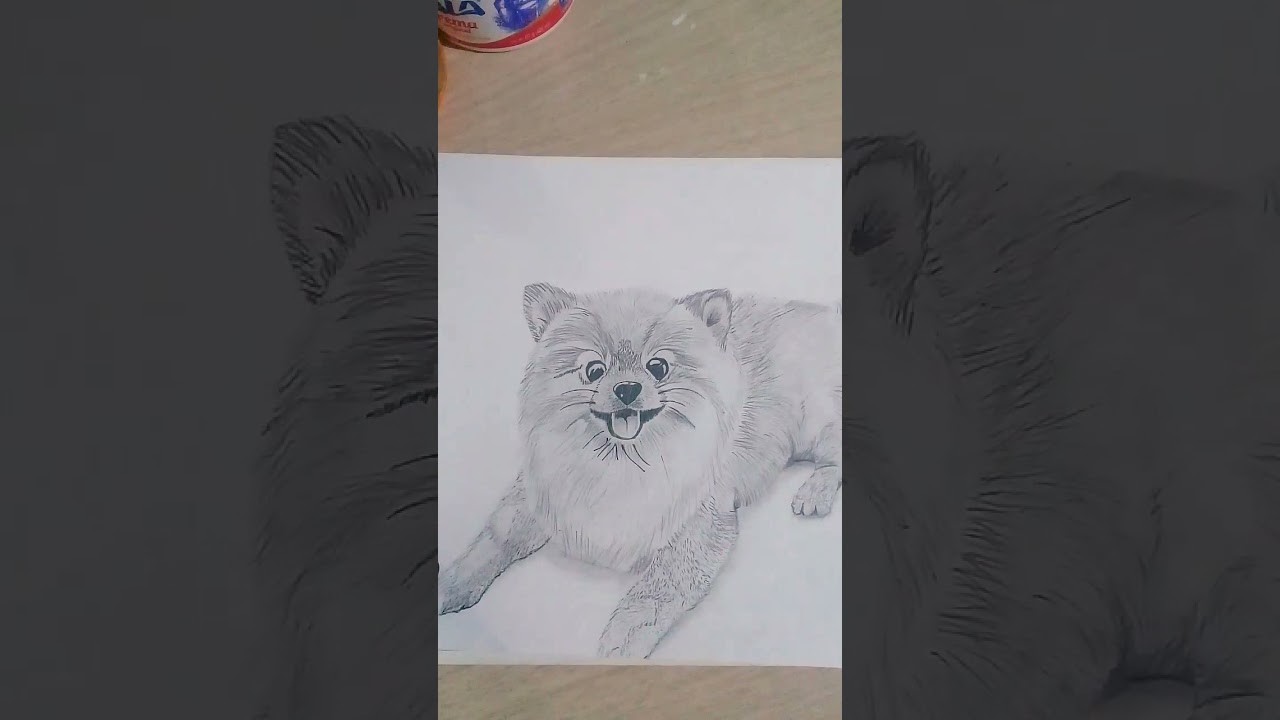 Dibujo de un perro pomerania !!!