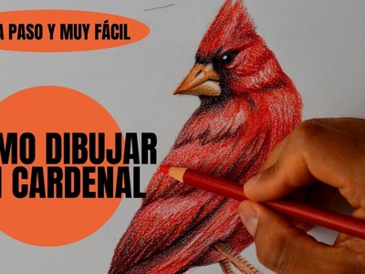 Cómo Dibujar Un pájaro Cardenal Realista Paso a Paso