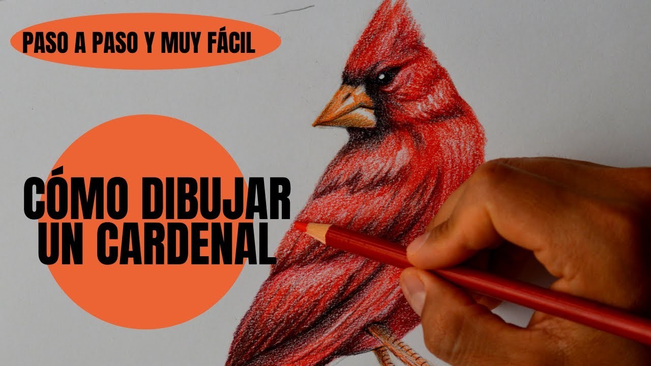 Cómo Dibujar Un pájaro Cardenal Realista Paso a Paso