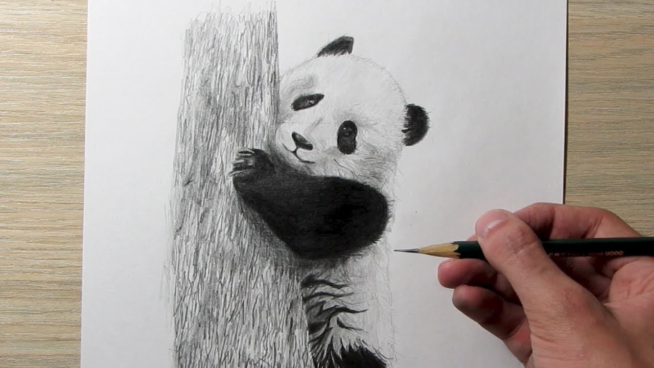 Cómo dibujar un Oso Panda