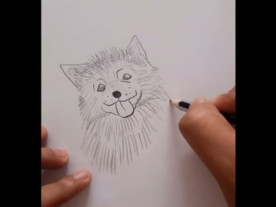#Shorts | Cómo dibujar un Perro