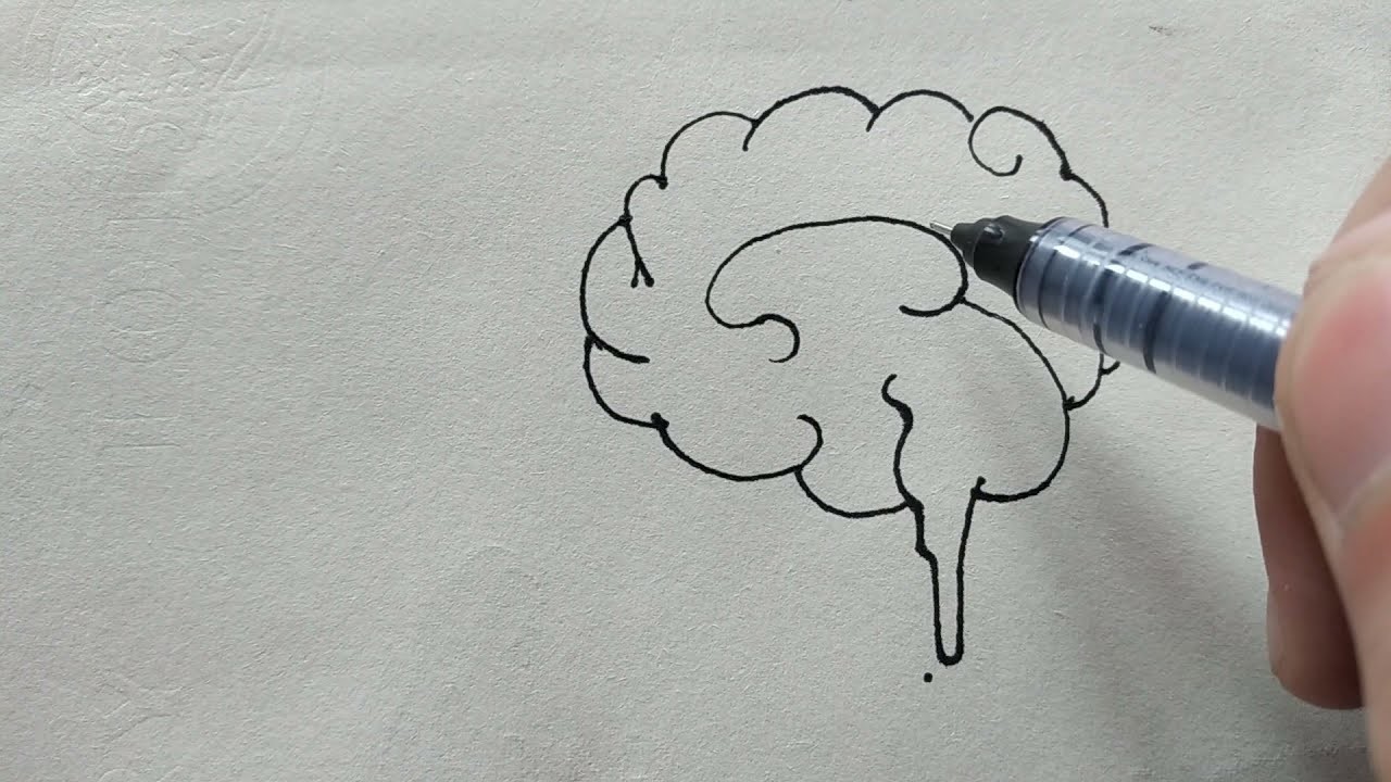 Cómo dibujar el cerebro humano.Cómo dibujar el cerebro humano