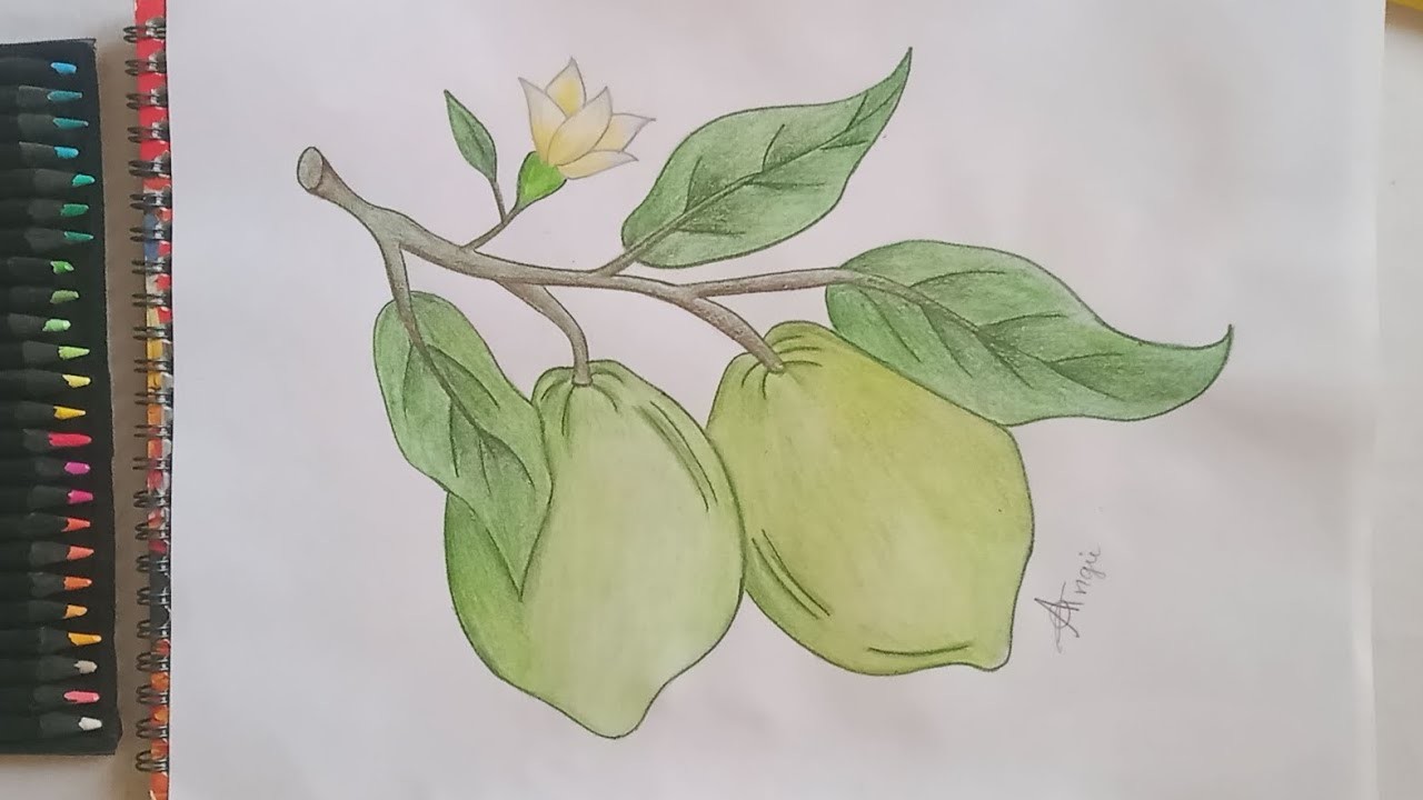 Cómo dibujar limones. How to draw a lemons