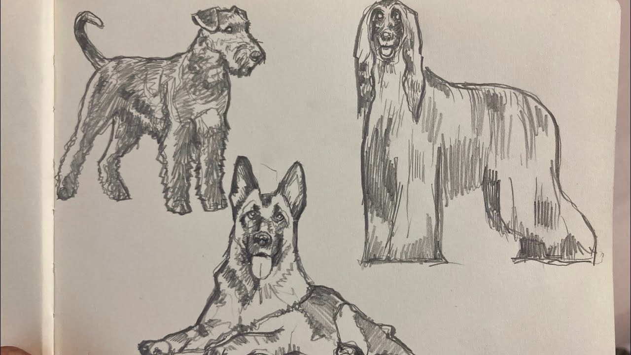 Cómo dibujar un perro realista | ilustración realista de razas de perros