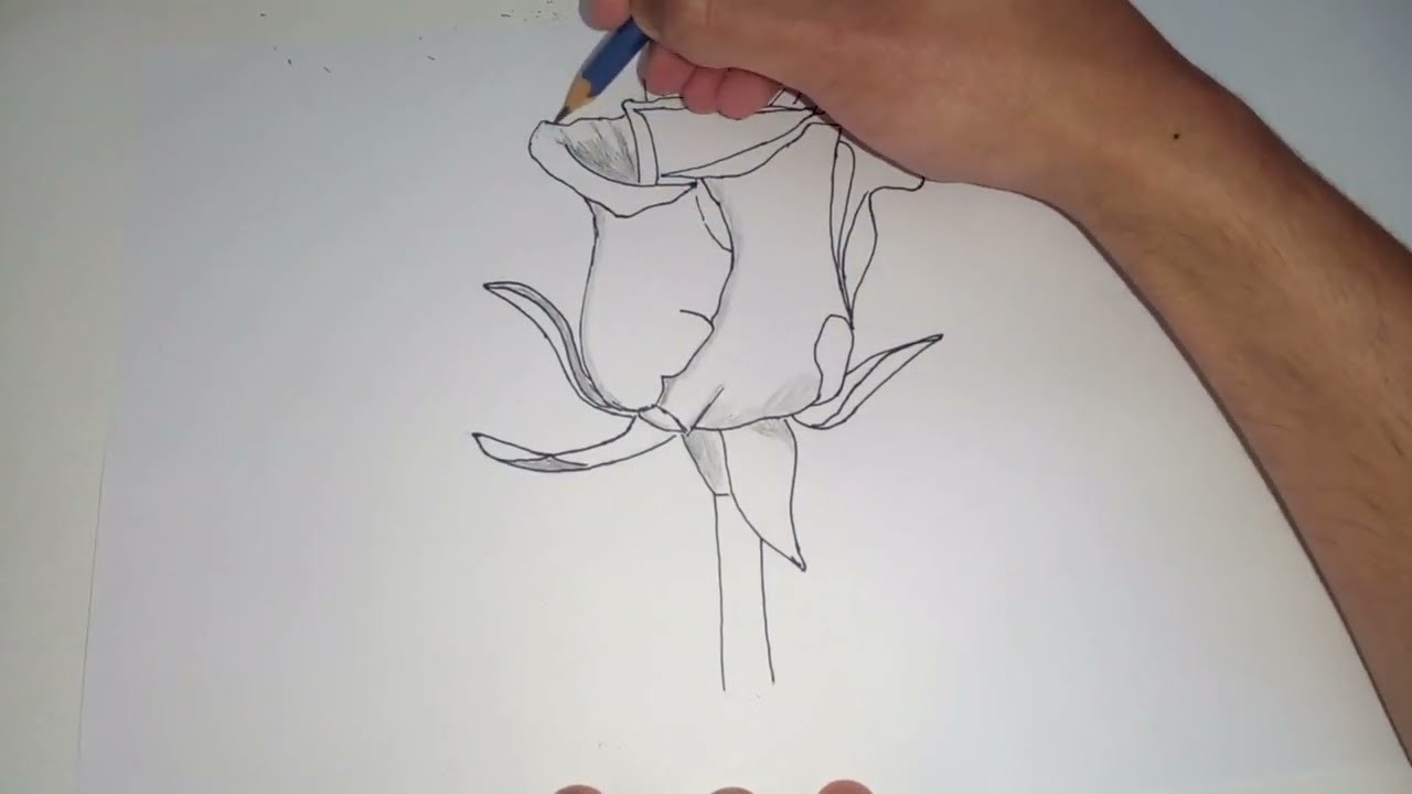 Como Dibujar Una Rosa Paso a Paso