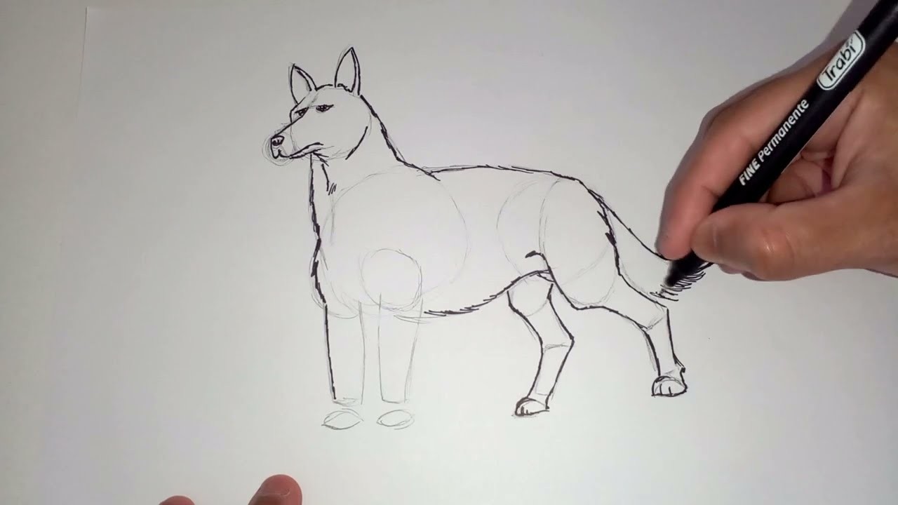 Como Dibujar un Perro