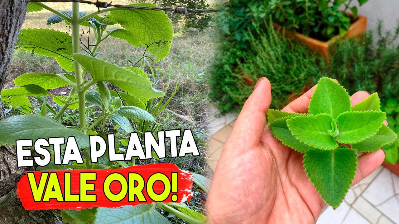 Estas 3 PLANTAS SON UN TESORO que Debes Tener en Casa! UNA SOLA HOJA hace milagro!