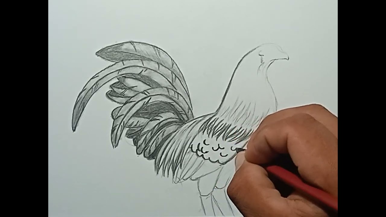 Cómo dibujar un gallo con lápices de grafito